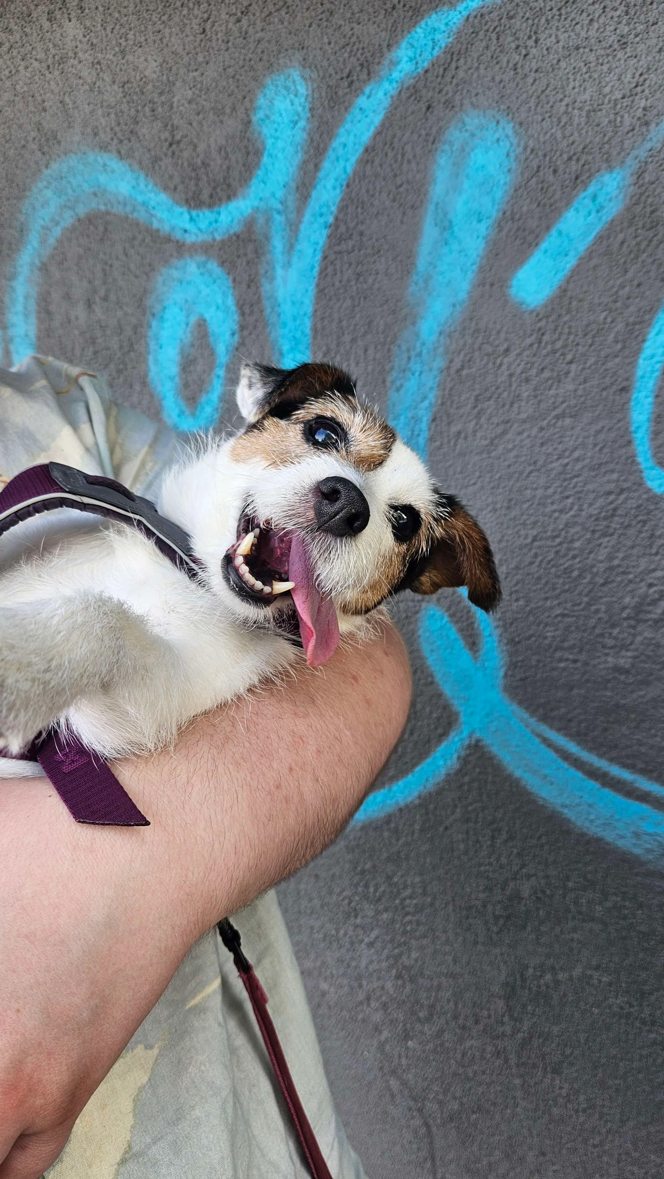 Tilly the dog